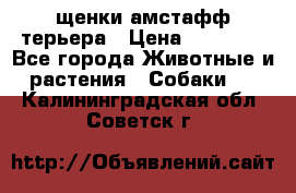 щенки амстафф терьера › Цена ­ 30 000 - Все города Животные и растения » Собаки   . Калининградская обл.,Советск г.